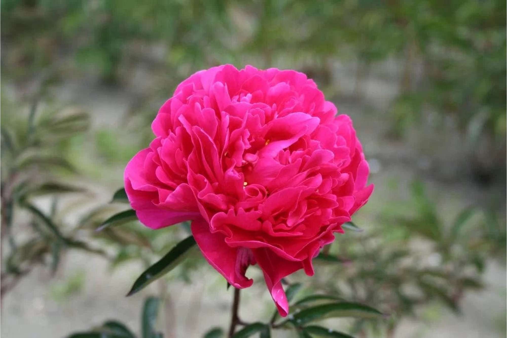 Pfingstrose 'Red Sarah Bernhardt'